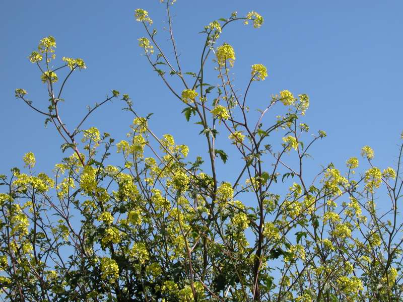 Arbusto con fiori gialli